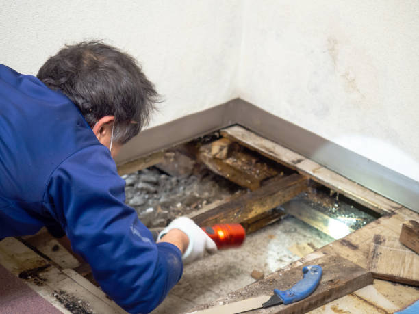 Best HVAC Mold Remediation in Hamilton Square, NJ