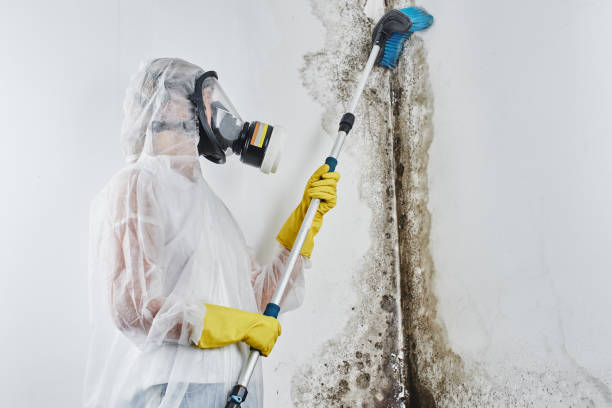 Best Industrial Mold Remediation in Hamilton Square, NJ