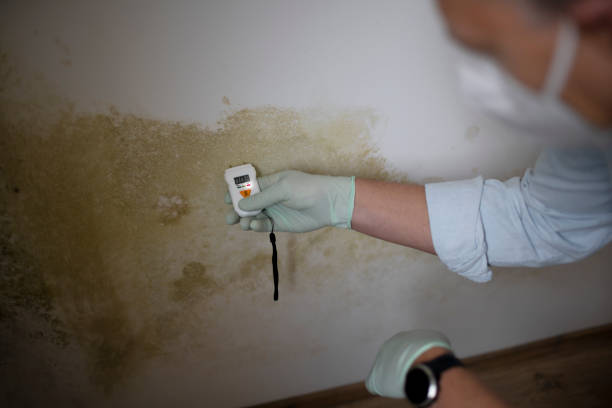 Best Residential Mold Remediation in Hamilton Square, NJ