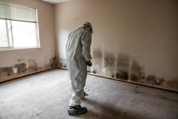 Best Basement Mold Remediation in Hamilton Square, NJ