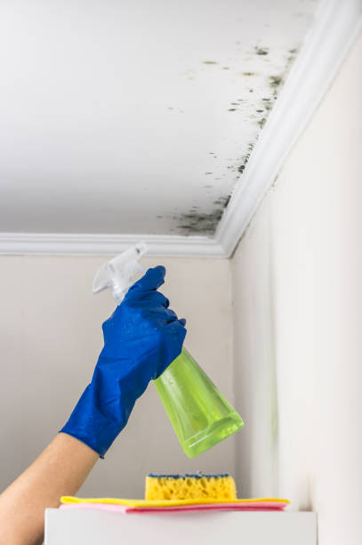 Best Post-Flood Mold Remediation in Hamilton Square, NJ